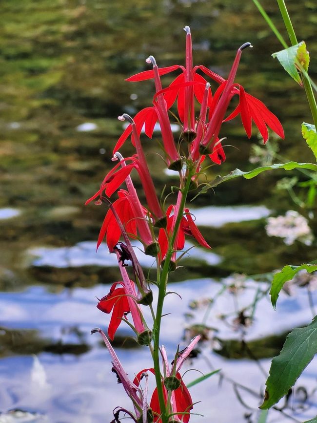 Vivid Red Hummingbird Magnet Plant