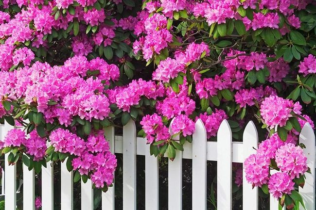 Pink And Orange Shade Bloomers