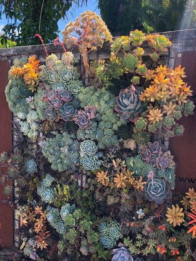 Colorful Succulents Frame Your Gate