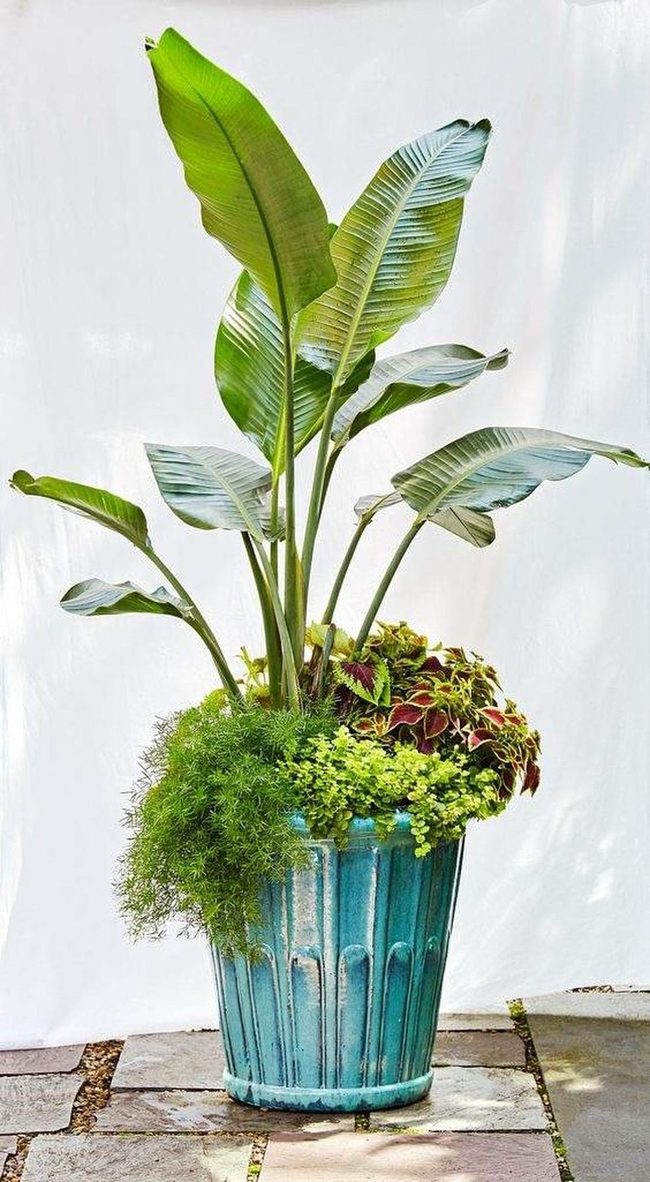 Blue Planter Overflowing Green
