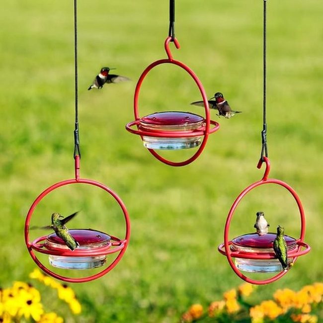 Iridescent Wings At Red Feeders