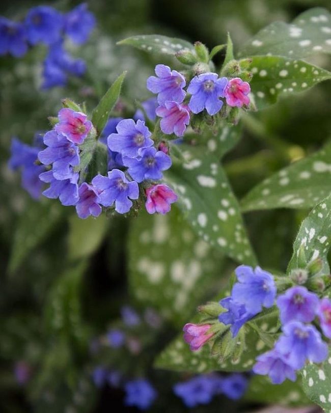 Blue Pink Petals Green Stems