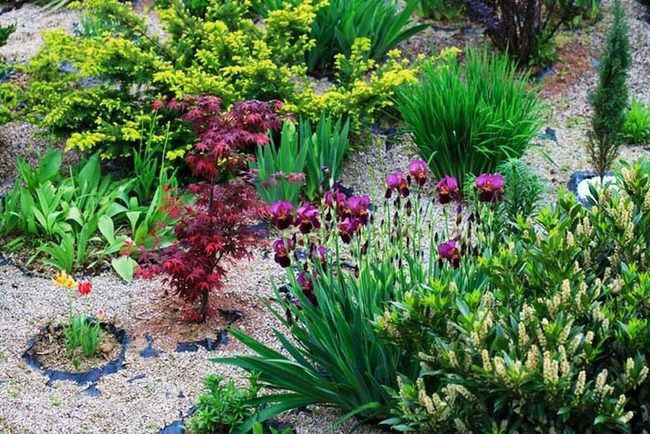 Ornamental Grasses Alpine Plants Rockscapes