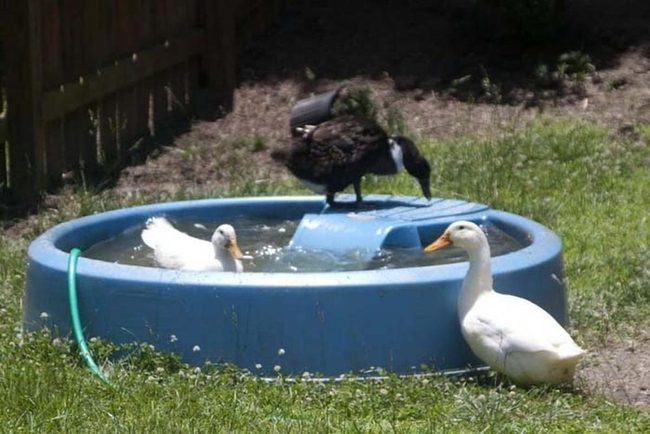 Backyard Duck Water Playground