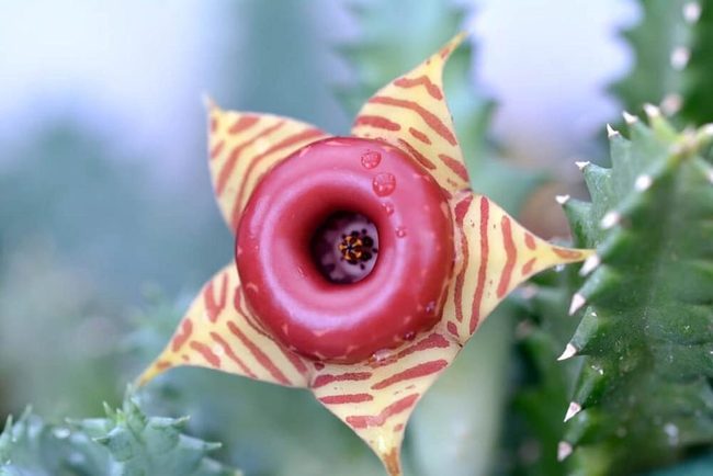 Red Striped Blooms Minimal Care