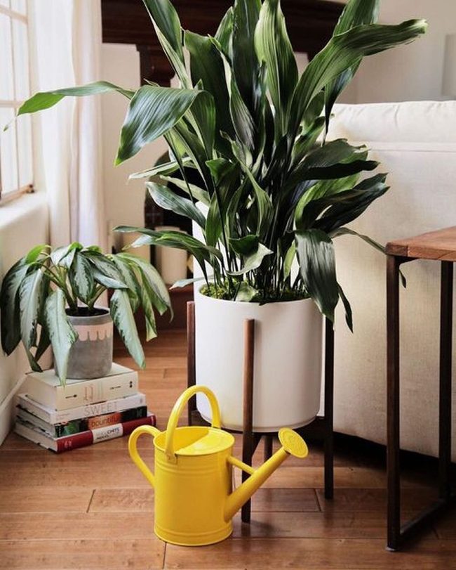Deep Green Cast Iron Plants On Stands