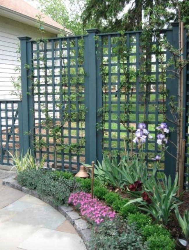 Purple Flowers Against Green Lattice