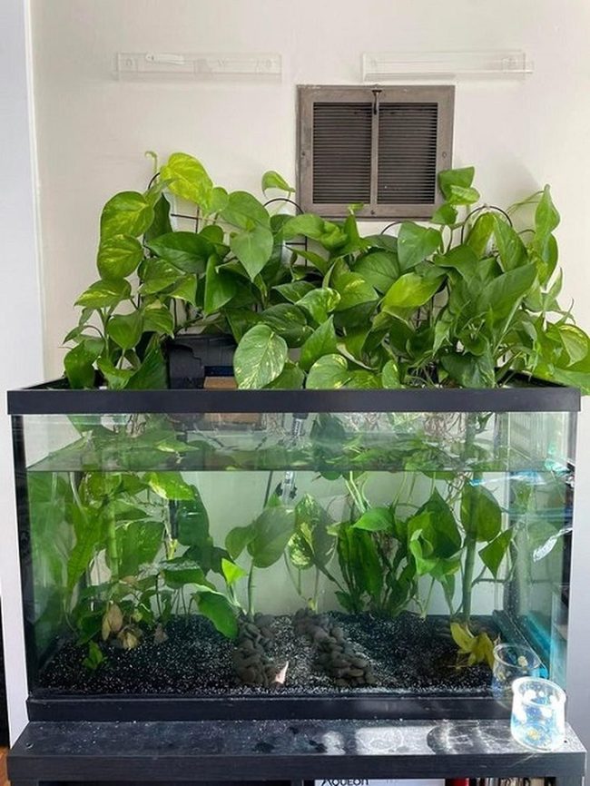 Green Roots Clean Water