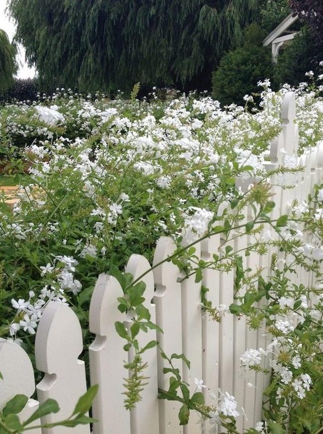 Flowers Through White Picket Fence