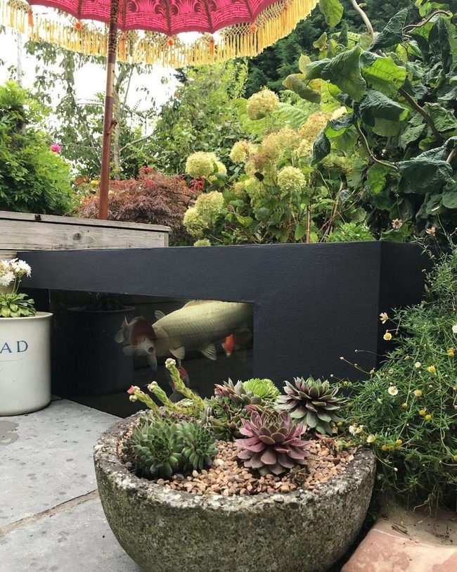 Backyard Water Garden With Colorful Fish