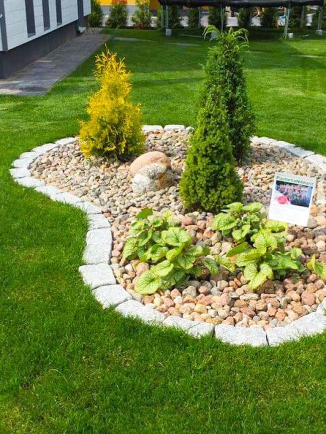 Pink Pebbles With Golden Foliage