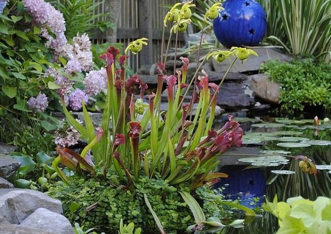Exotic Tubular Leaves Trap Insects
