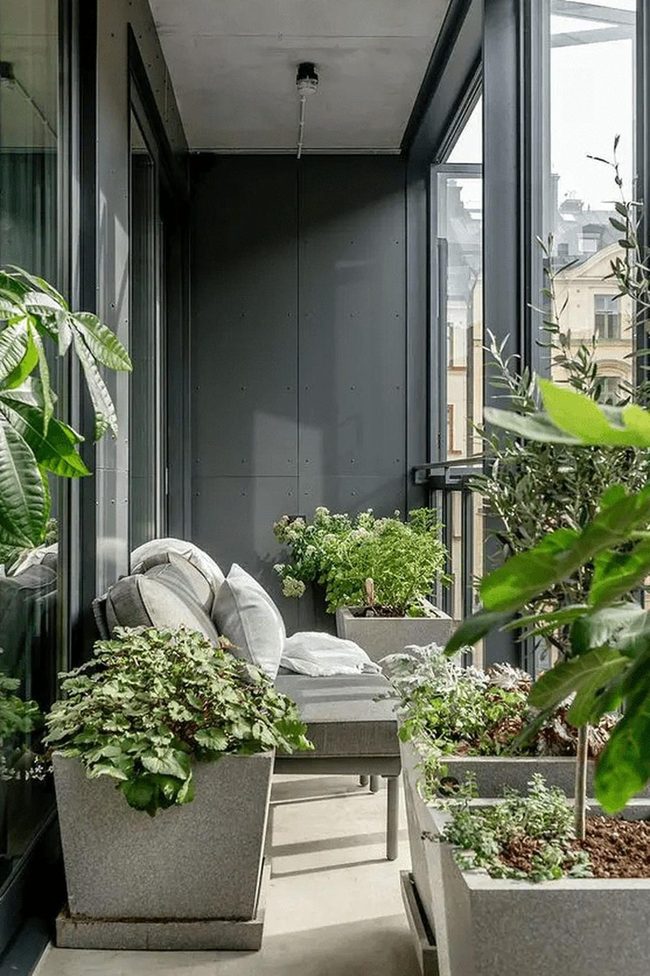 Green Plants Against Dark Walls