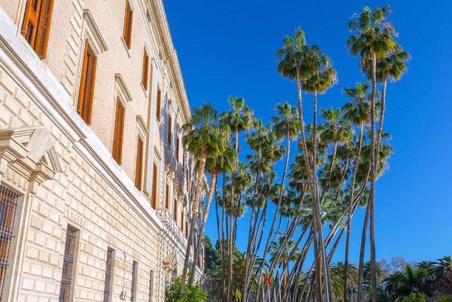 Towering Palms Frame Coastal Horizons
