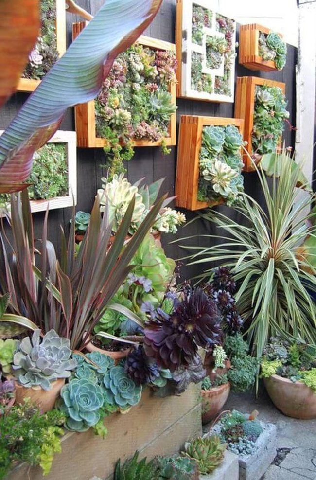 Green Wall Living Succulent Display