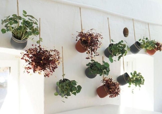 Living Wall Of Hanging Greenery