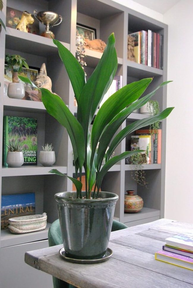 Deep Green Leaves Among Books