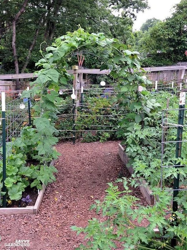 Metal Arch Supporting Climbing Vines
