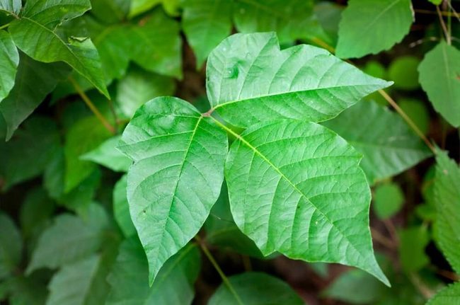 Three Glossy Leaves, Serious Danger