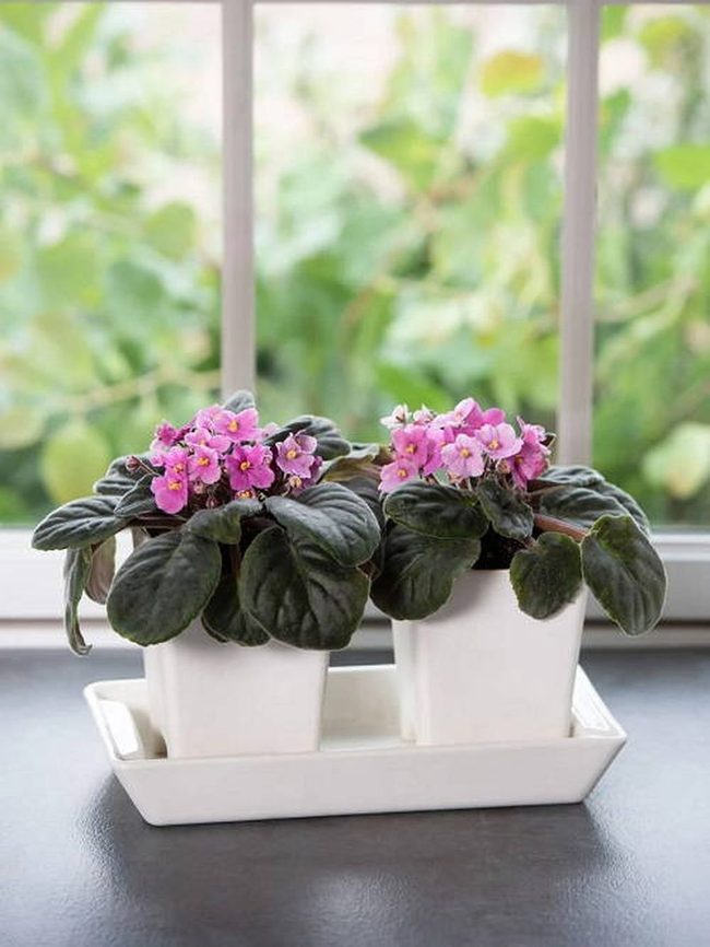 Paired African Violets In Ceramic Harmony
