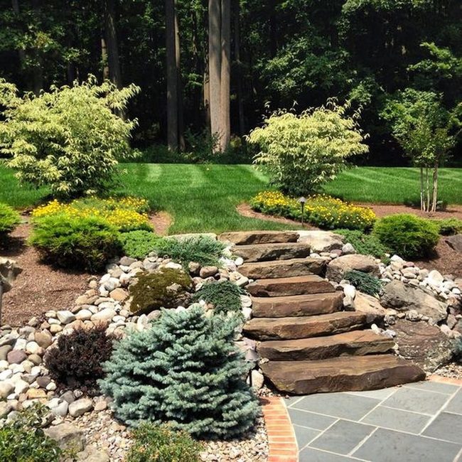 Yellow Flowers Through Green Garden Pathways