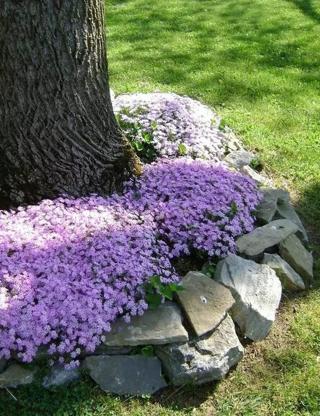 Purple Flowers Beneath Ancient Trees