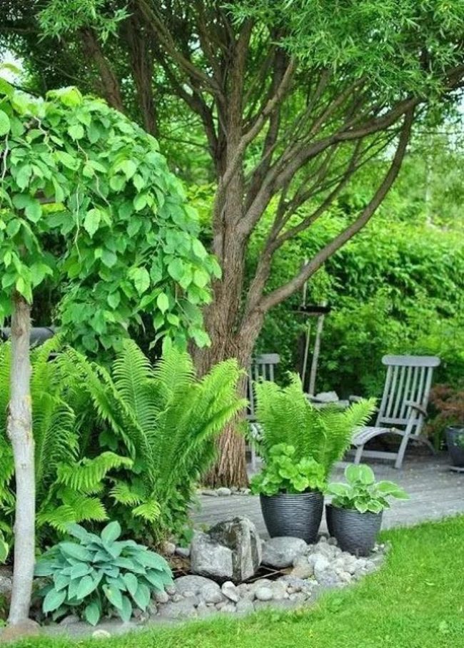 Green Sanctuary With Wooden Deck