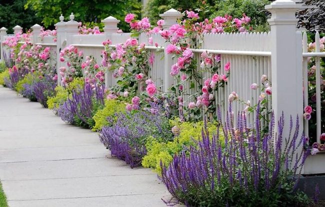 Roses Frame Your Fence Line