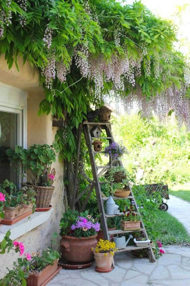 Wisteria Blooms Over Stone Paths