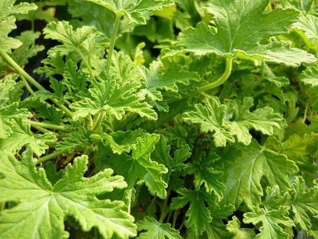 Mosquito-Repelling Scented Geraniums