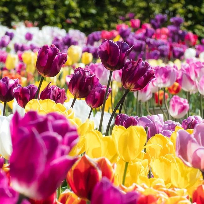 Red And Yellow Tulip Garden