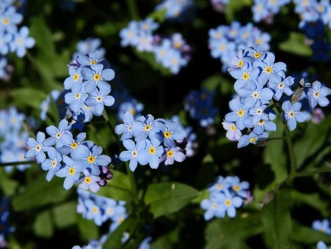 Blue Flowers Beneath Oak Trees