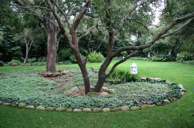 Stone Rings Around Living Trees