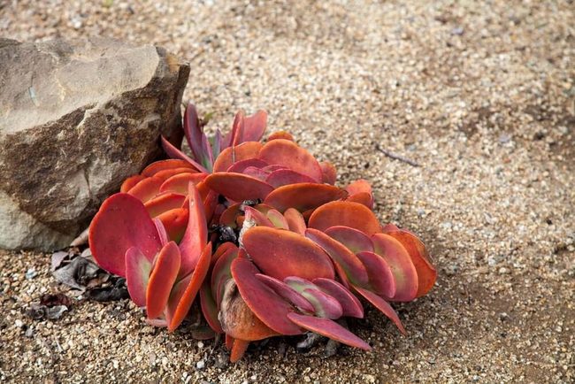 Pyramid Leaves With Reddish-Orange Blooms