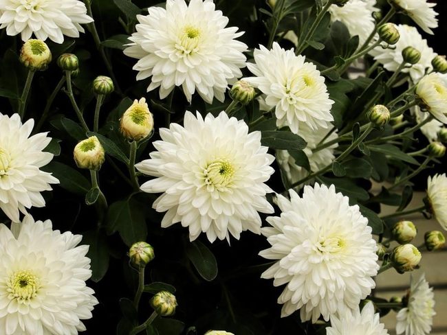Hardy Mums Stop Garden Pests