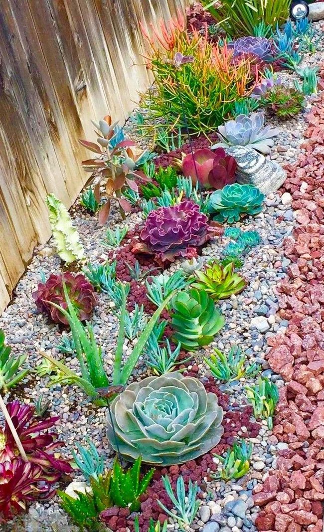 Jewel-Toned Succulents Among Desert Stones