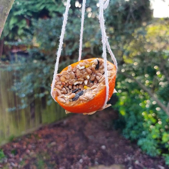Citrus Peels Feed Garden Birds