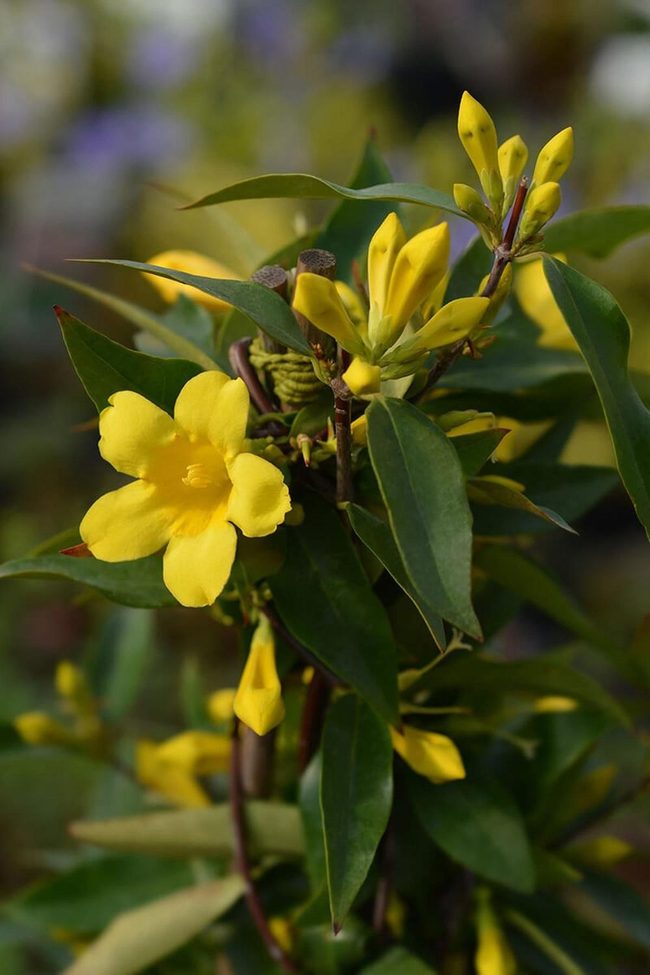 Golden Jasmine Vine Cascades