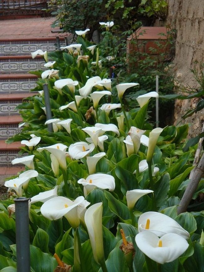 Trumpet Blooms In Purple And White