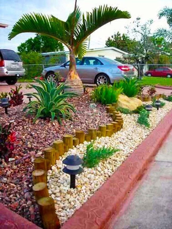 Tall Palm Anchors Stone Garden