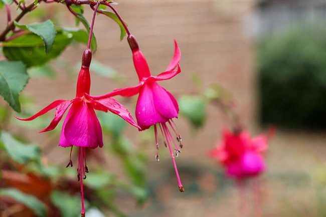 Crimson Bell Flowers Cascading Down