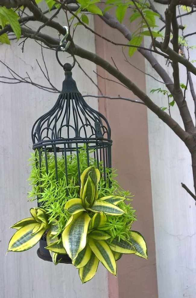 Vertical Green Meets Spreading Sedum