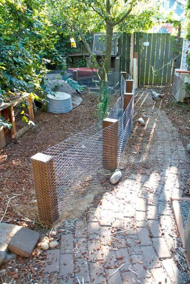 Wire Fence Chicken Feed Protection