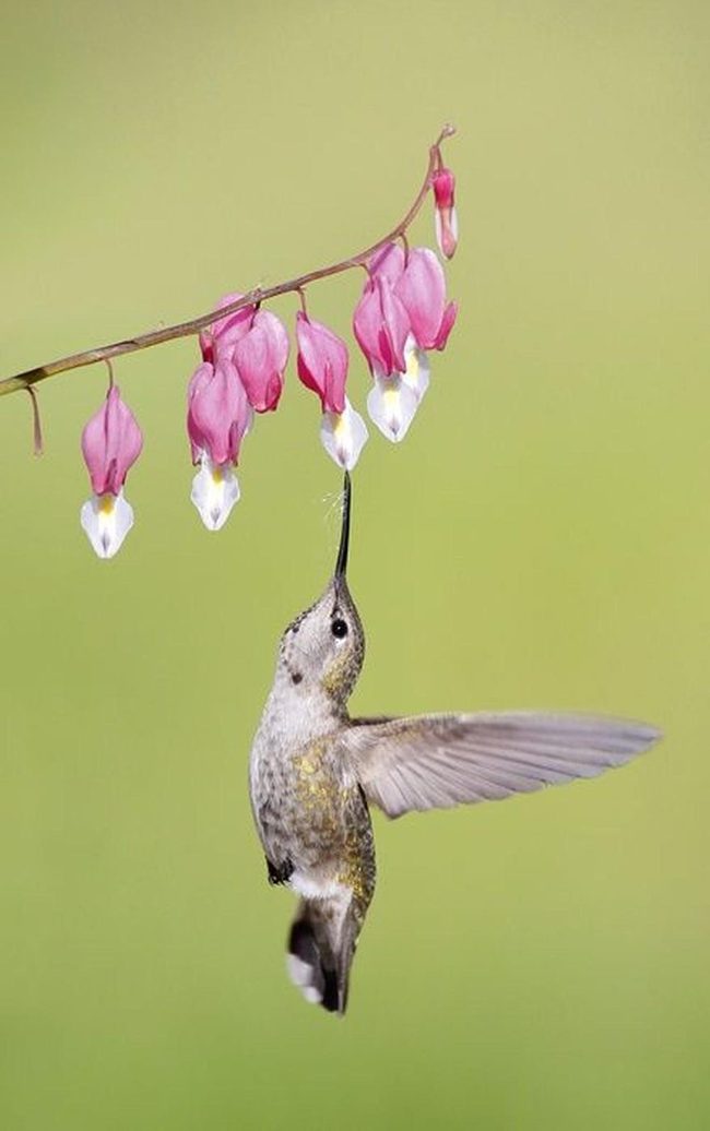 Hummingbirds And Pink Blossoms Mid-Flight