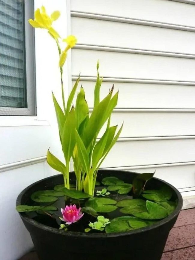 Yellow Lilies Floating Dark Water