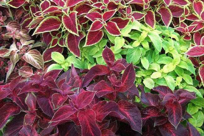 Purple Pink Yellow Leaf Explosion