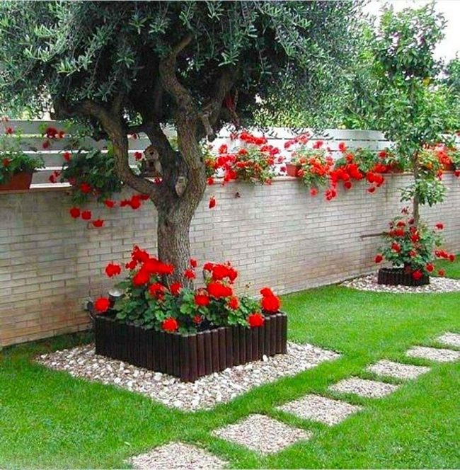 Red Geraniums Against White Brick