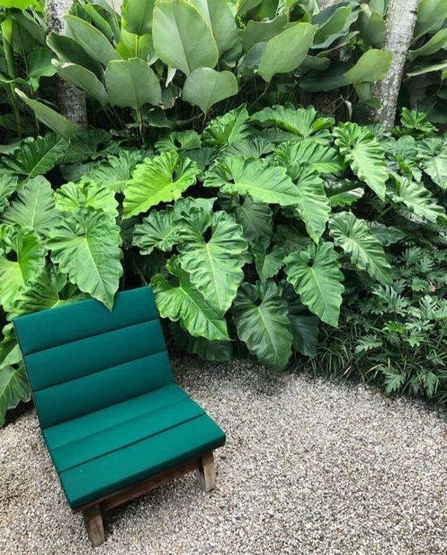 Lush Green Foliage Jungle Drama