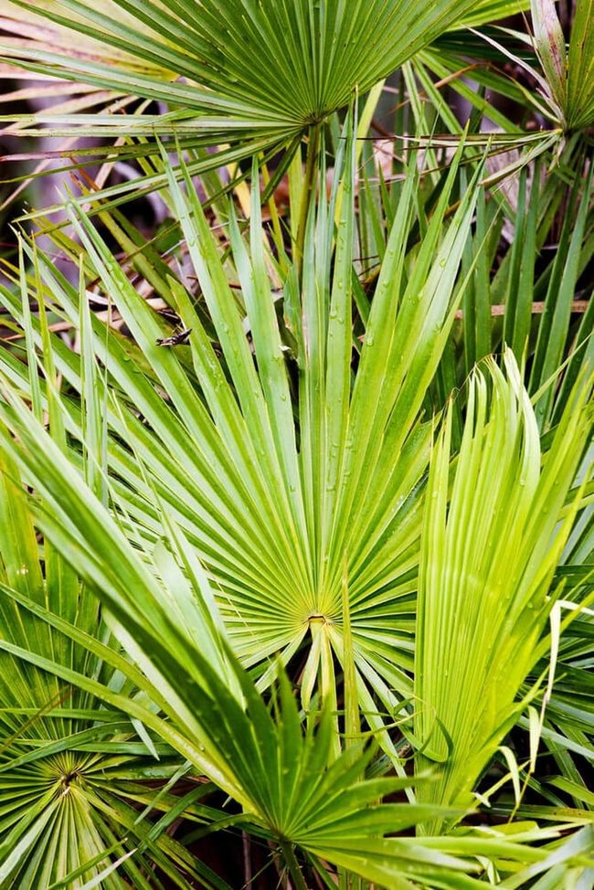 Dense Everglades Palm Privacy Screen