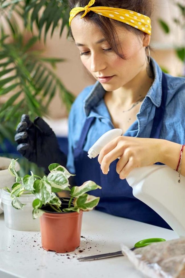 Drooping Plants Need Proper Watering